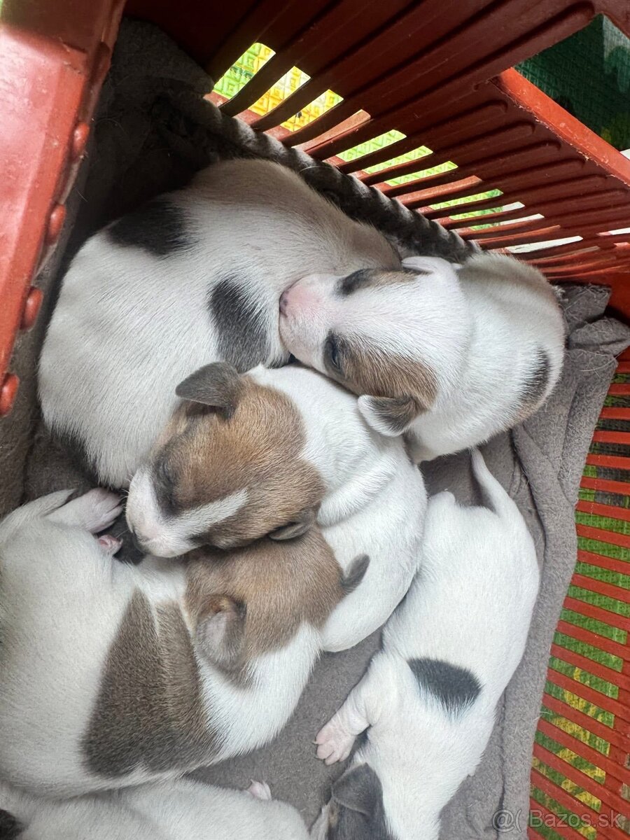 Jack Russel - 4