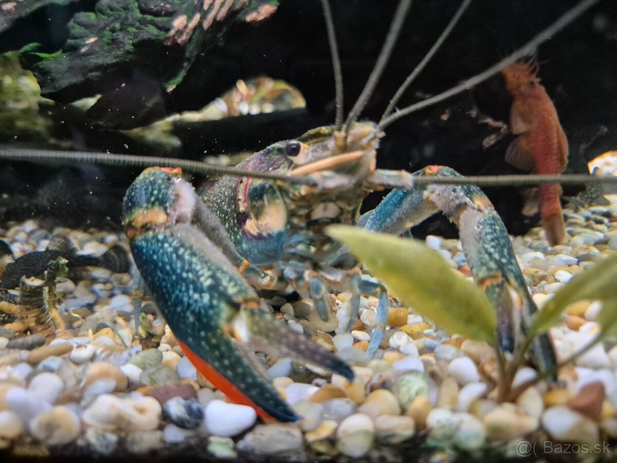 Rak modrý (Cherax quadricarinatus) - 4