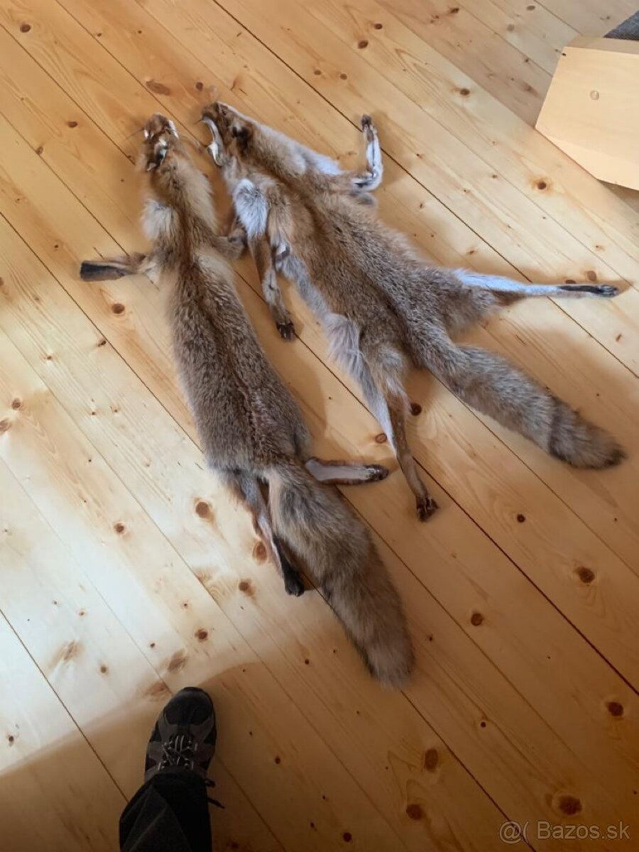 Liska prava kozusina. - 4