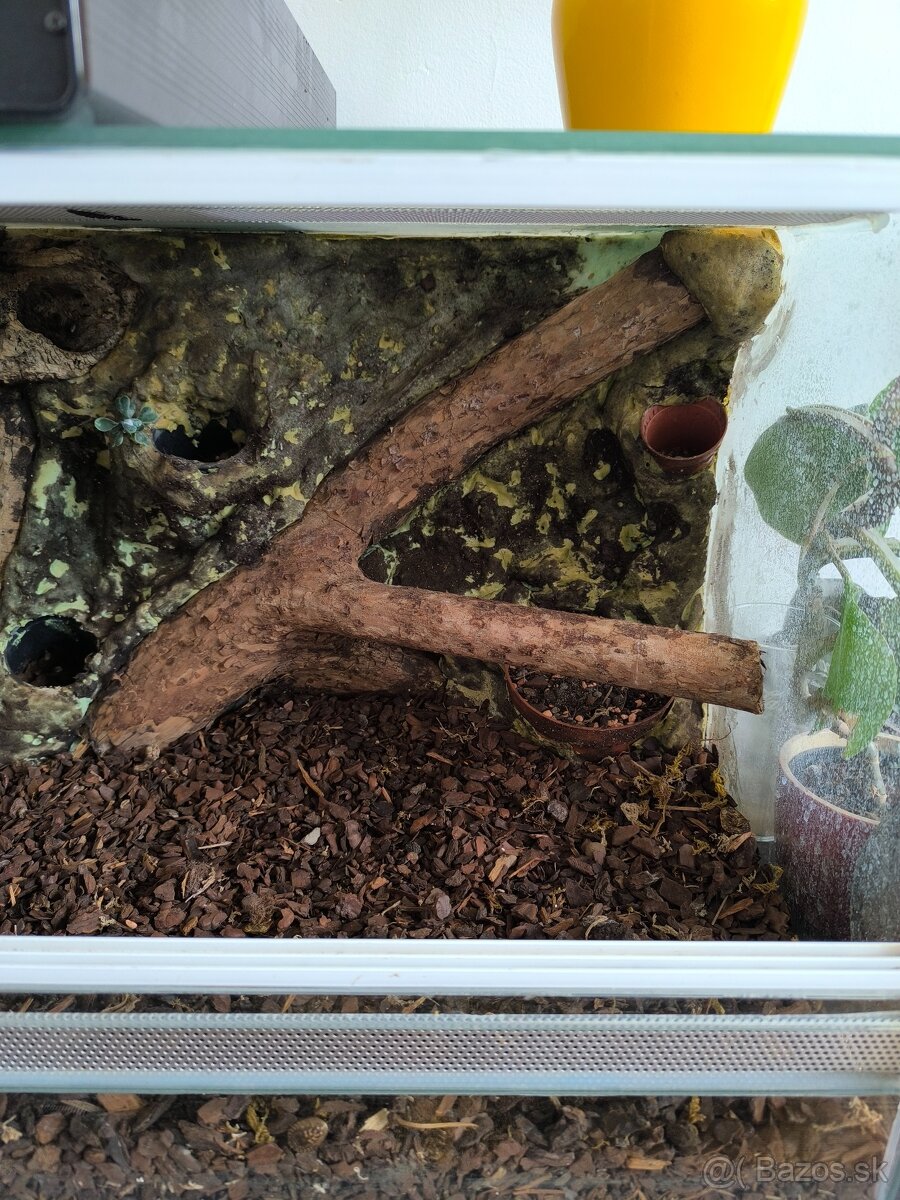Terarium - 4