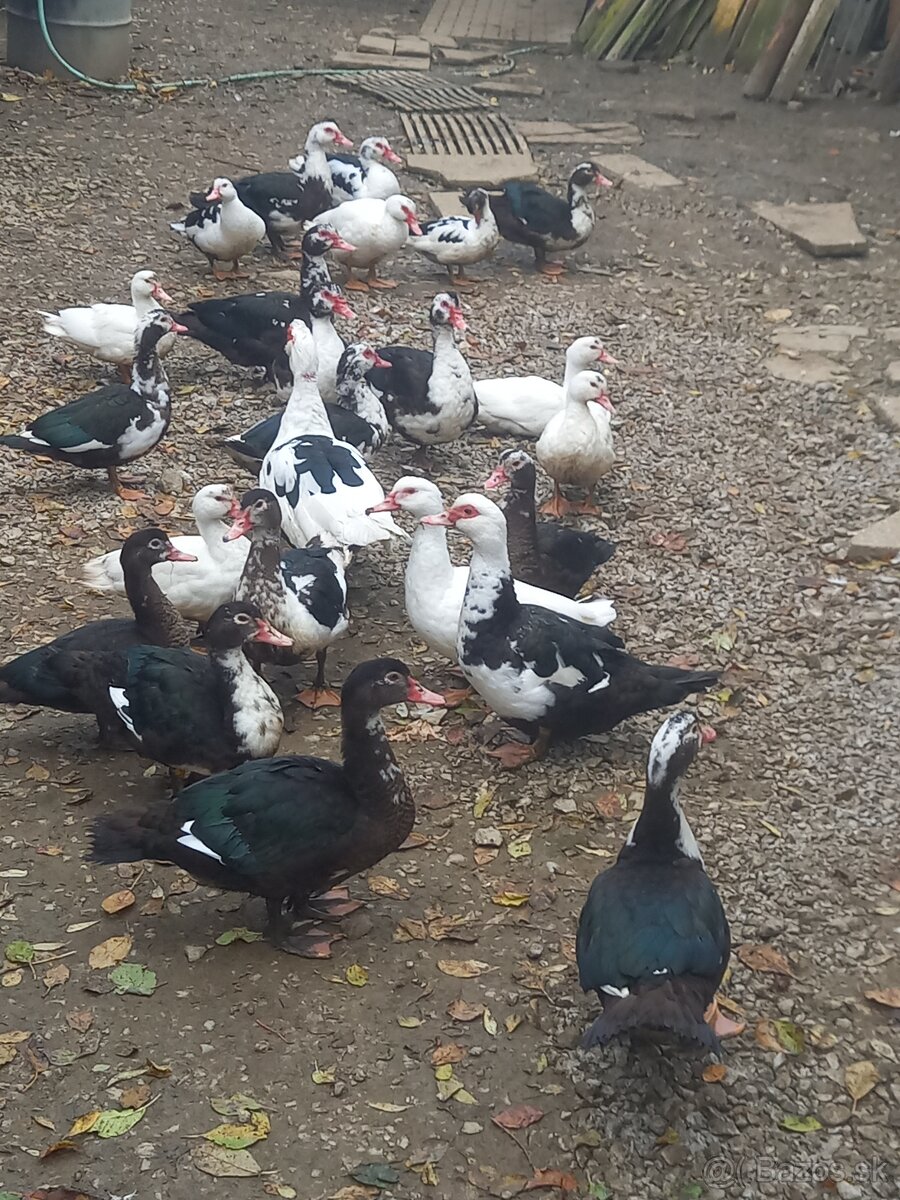 Činske kačky pižmove - 4