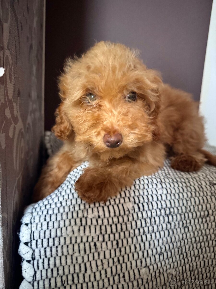 Pudlik trpasličí/TOY - 4