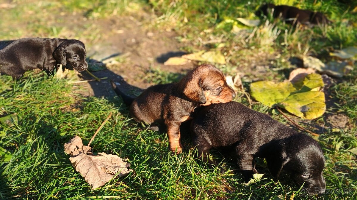 Jazvečík trpasličí šteniatka - 4