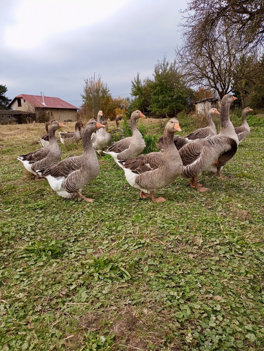 landenske husi predaj - 4