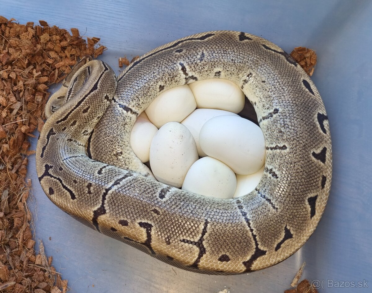 Ball Python- Python Regius - 4