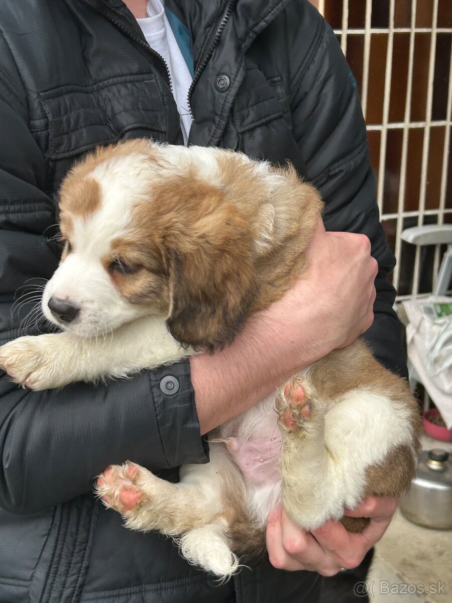 Šteniatka Border kôlie - 4