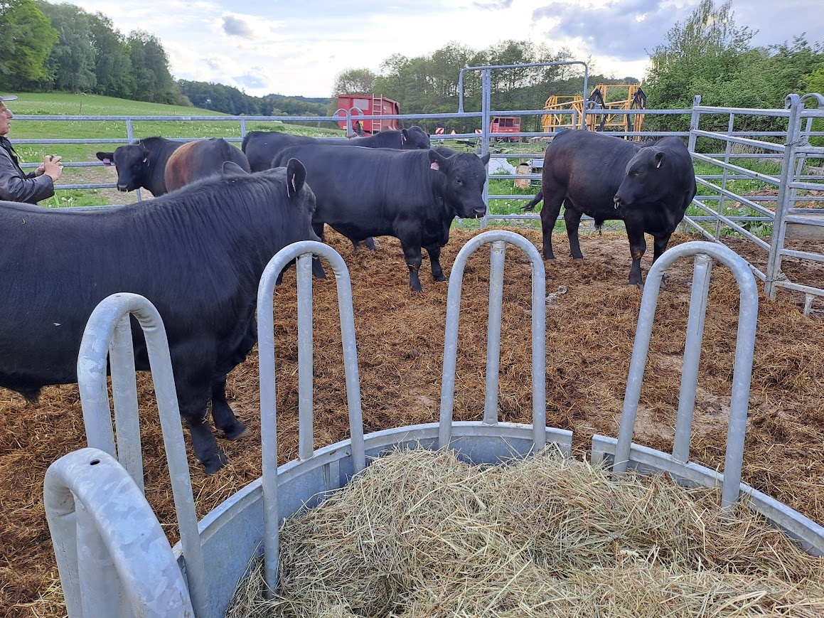 plemenný býk Aberdeen Angus - 4