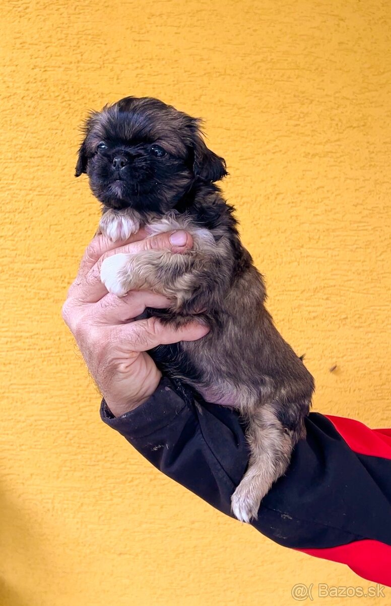 Steniatko kratkosrsty Pekinezer - 4