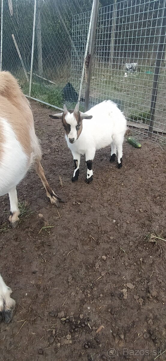 Predám mini kozu s dvomi malými capkami - 4