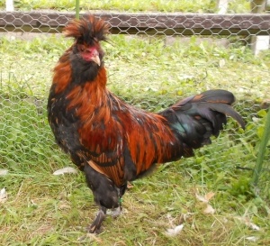 Kohúty, indycké bezce - 4