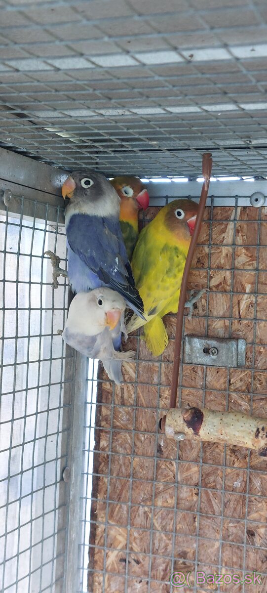 Predám agapornisov - 4