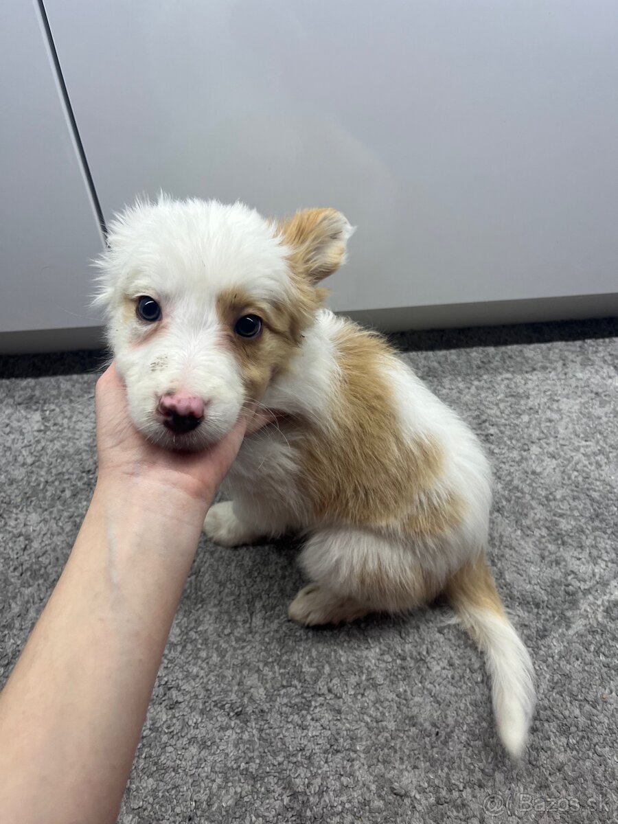 Border kólia šteniatka - 4