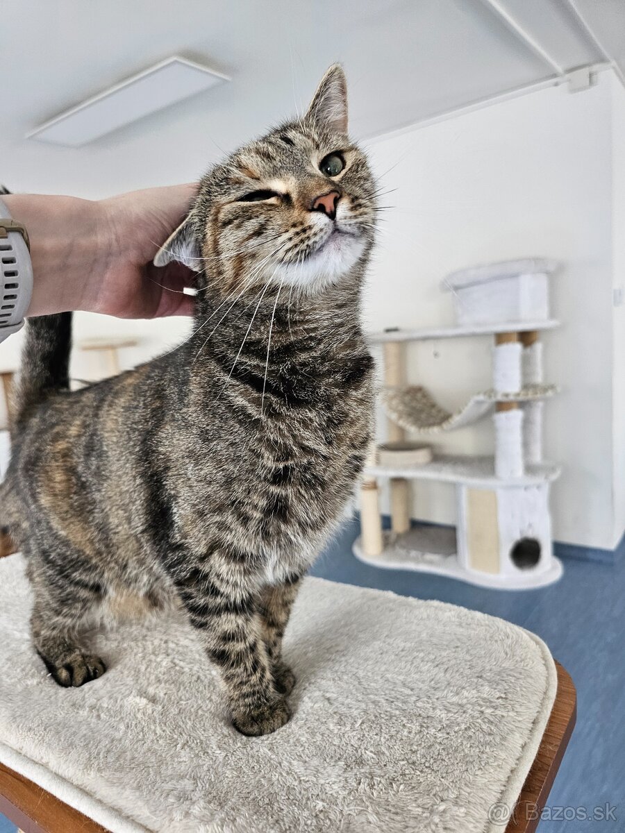 Nežná mačička LENKA hľadá domov - 4