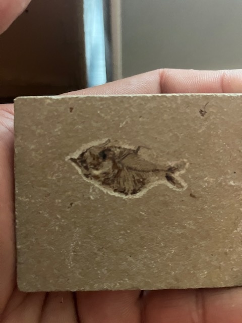 Fosília, skamenelina, rybka - inzerát č.8 Libanon - 4