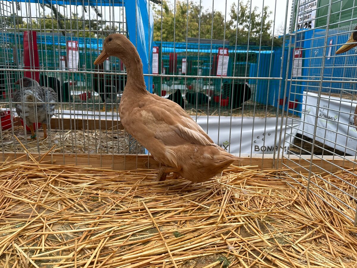 Kacica orpingtonska - 4