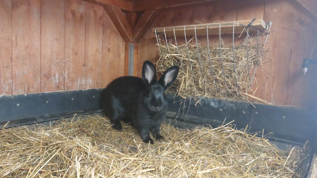 Králiky do chovu - 4