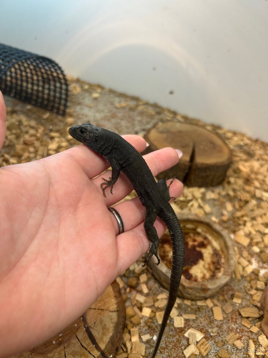 Timon Lepidus Melanistic 1.2 - 4