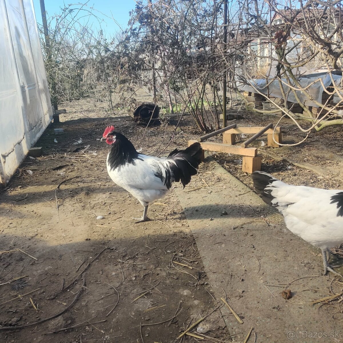 Lakenvelder kohút - 4