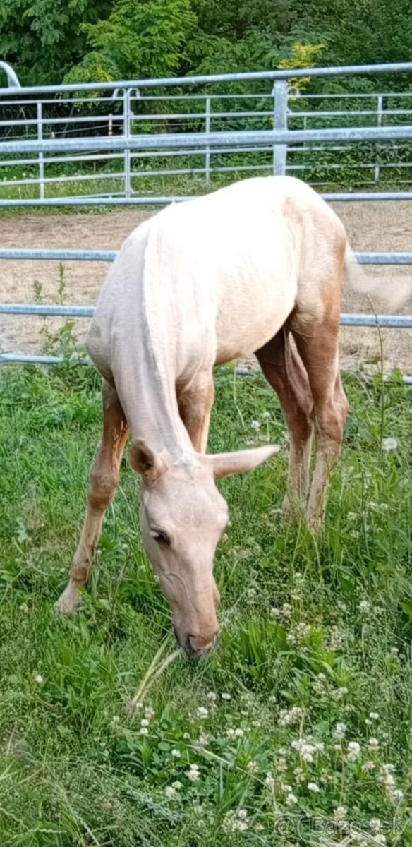 Lusitano klisna - 4