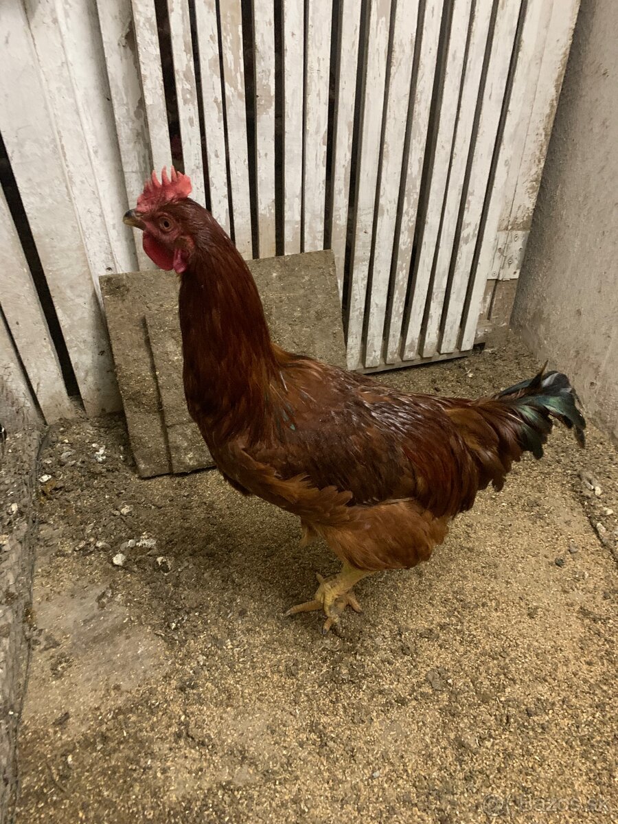 Predám mladé kohúty - 4