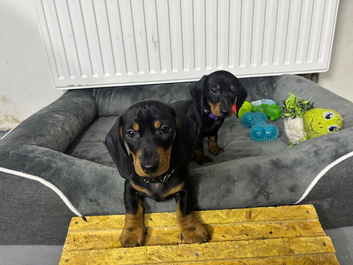 Jazvečík kratkosrstý - 4