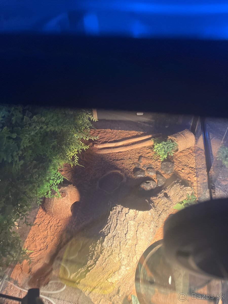 Terarium+Gekončík Nočný - 4