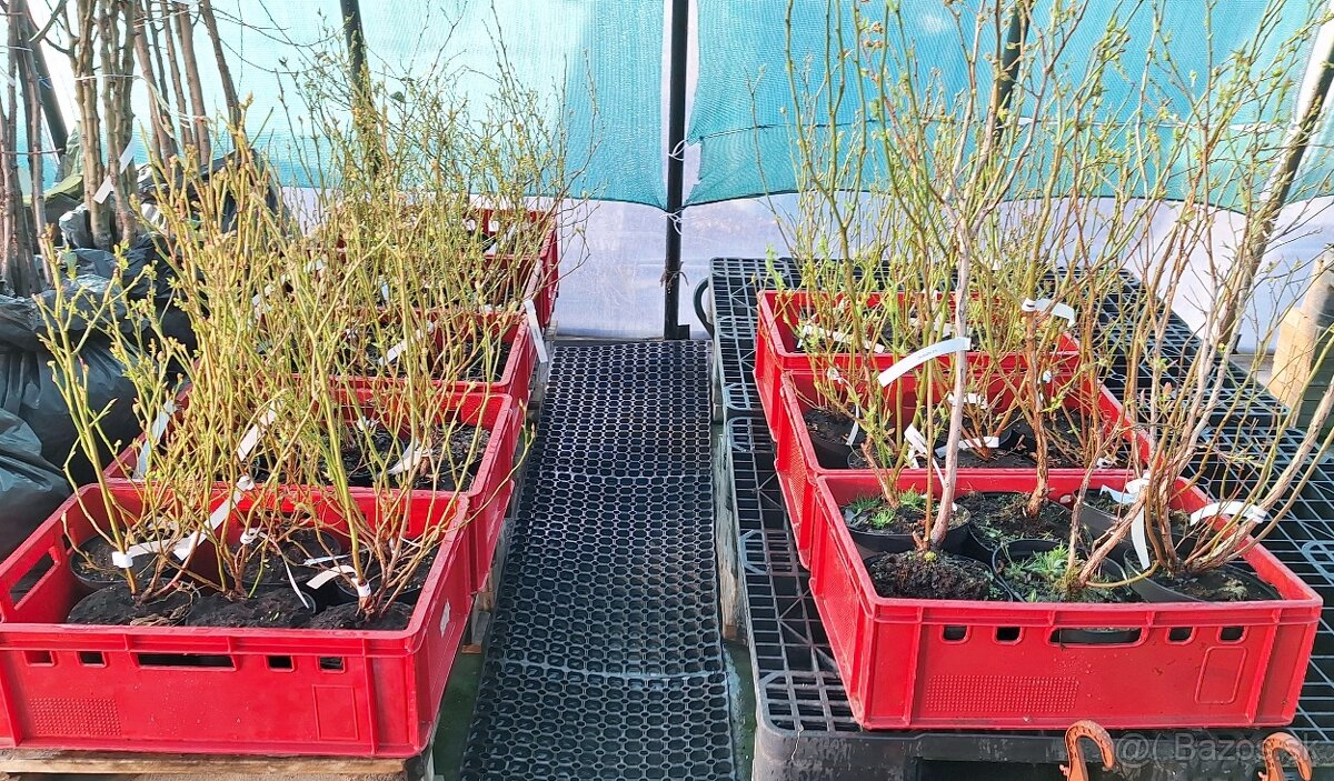 Kanadské Čučoriedky - 4