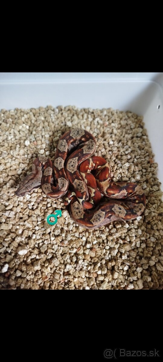 Boa Constrictor IMG INCA - 4