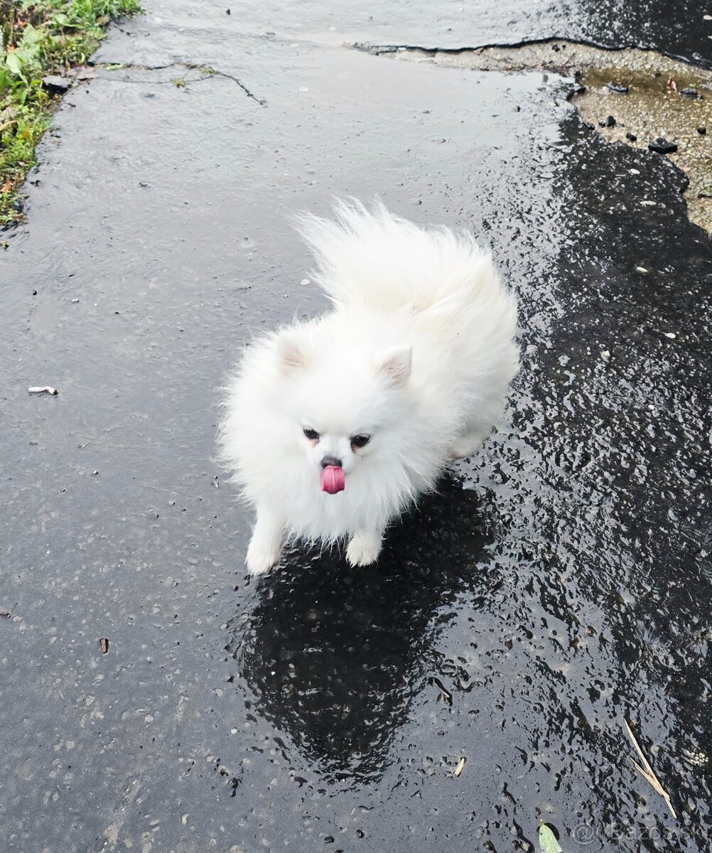 Pomeranian mini s PP FCI - 4