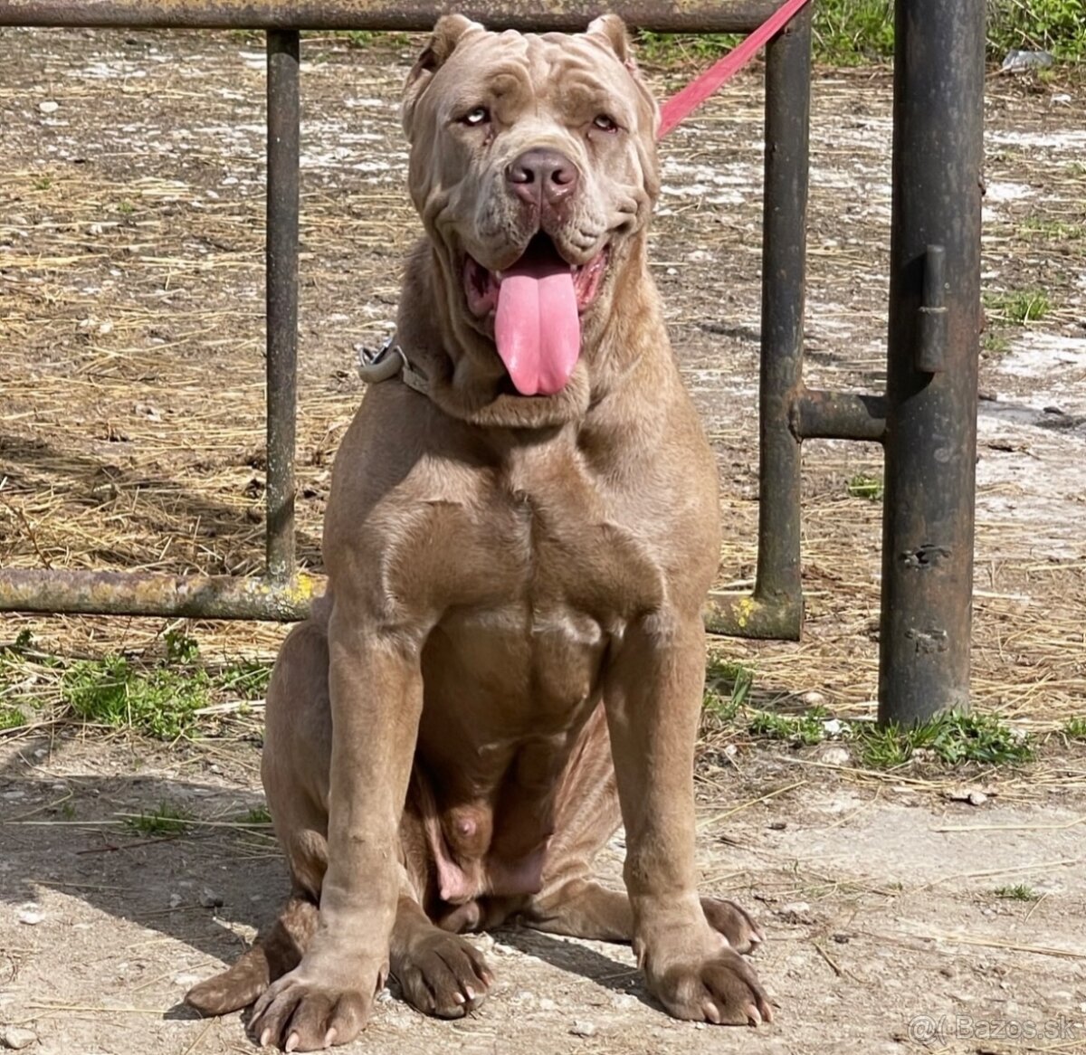 Bandog, cane corso, presa, doga, pitbull - 4