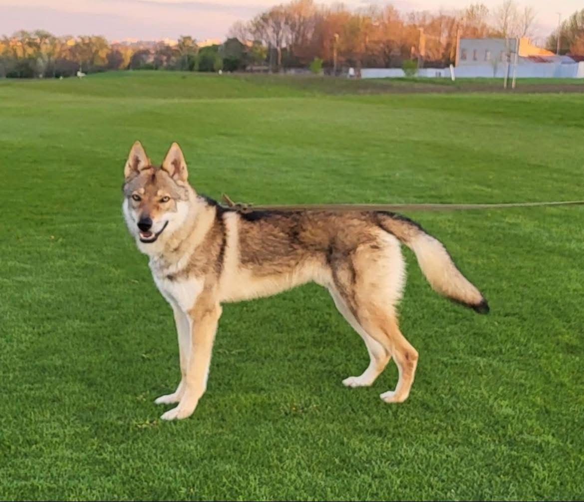 Československý vlčiak s PP - 4