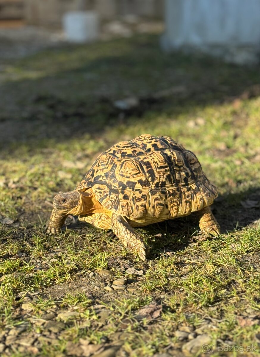 Korytnačka leopardia (Stigmochelys pardalis) - 4