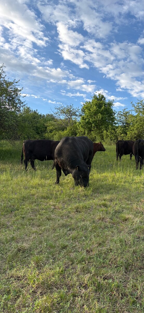 Aberdeen Angus - 4