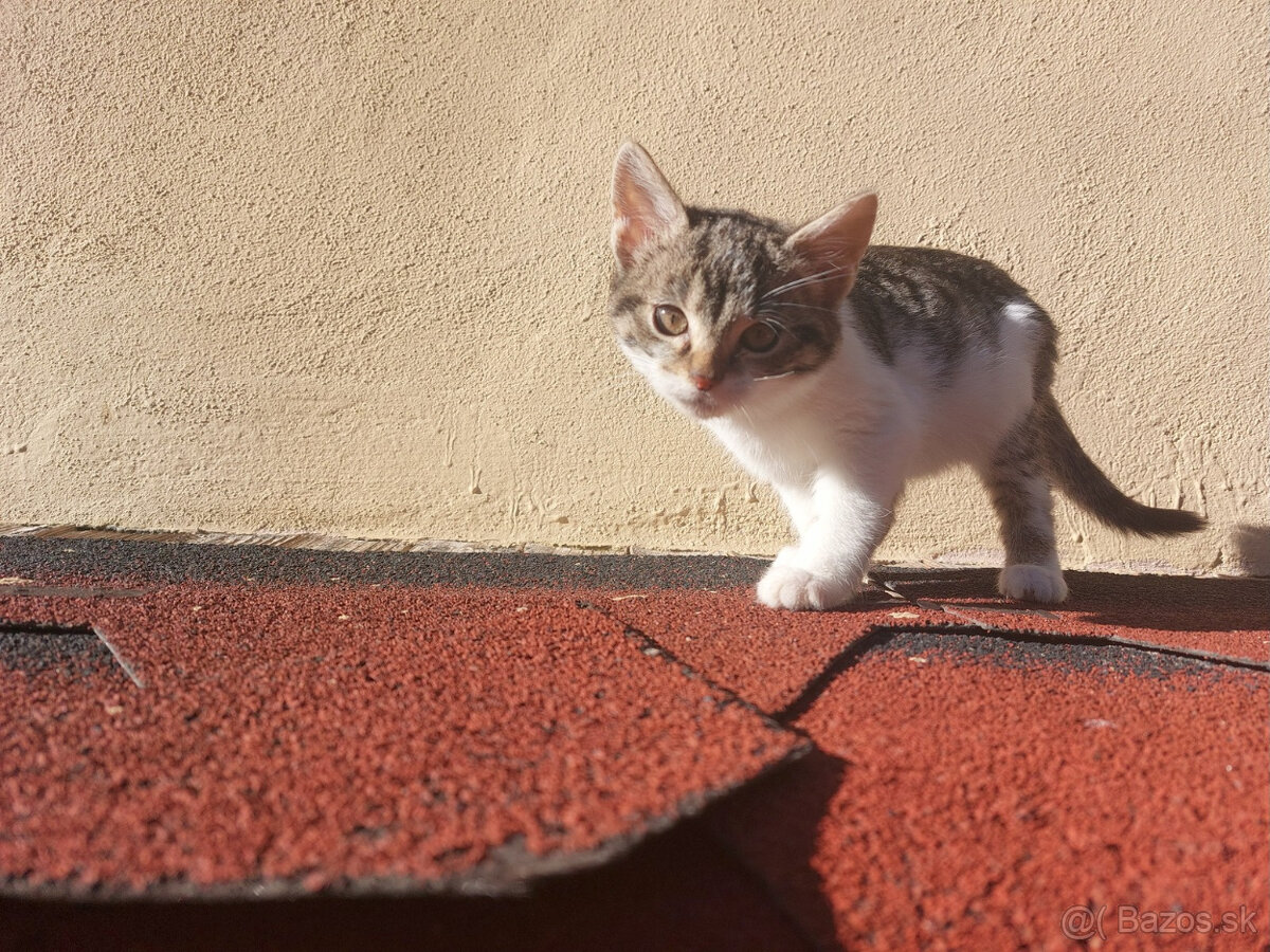 Podarujem mačiatka - 4