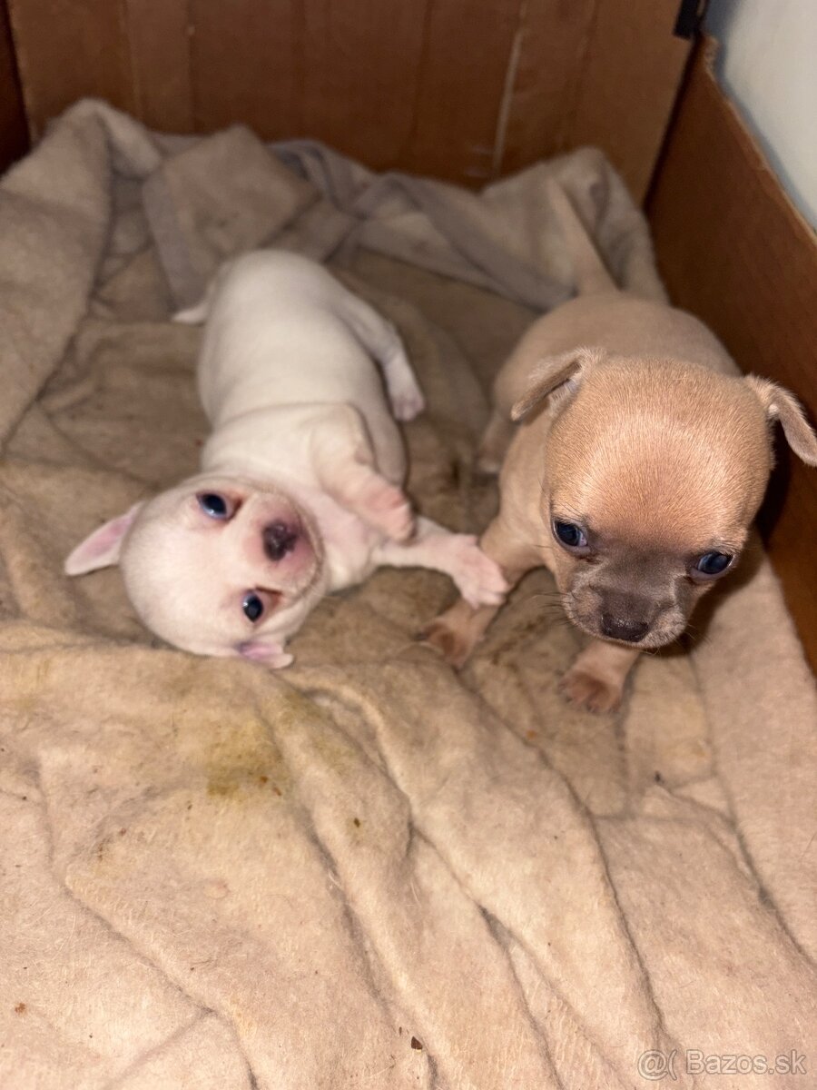 civava kratkosrsta - 4