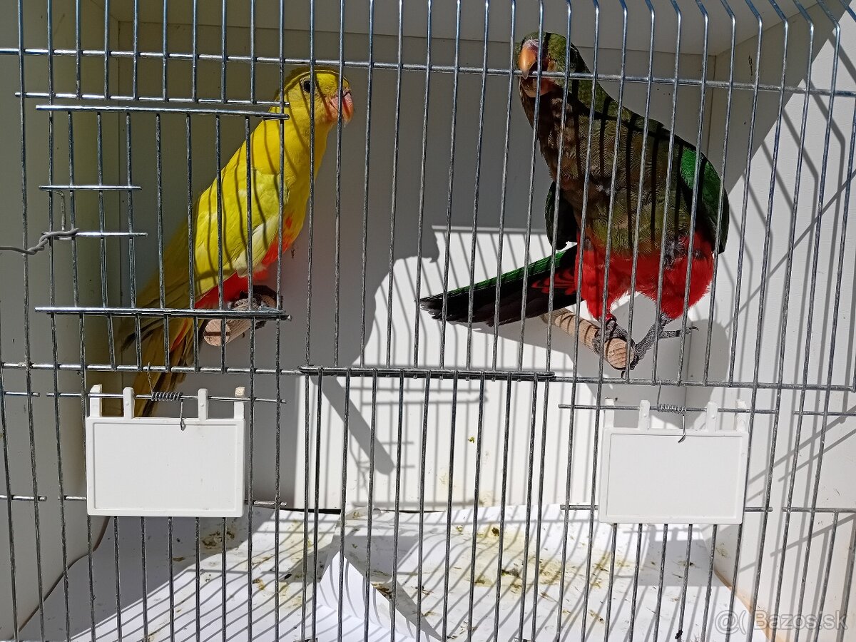 PAPAGÁJ KRÁLOVSKÝ štepiteľné na žlté - 4