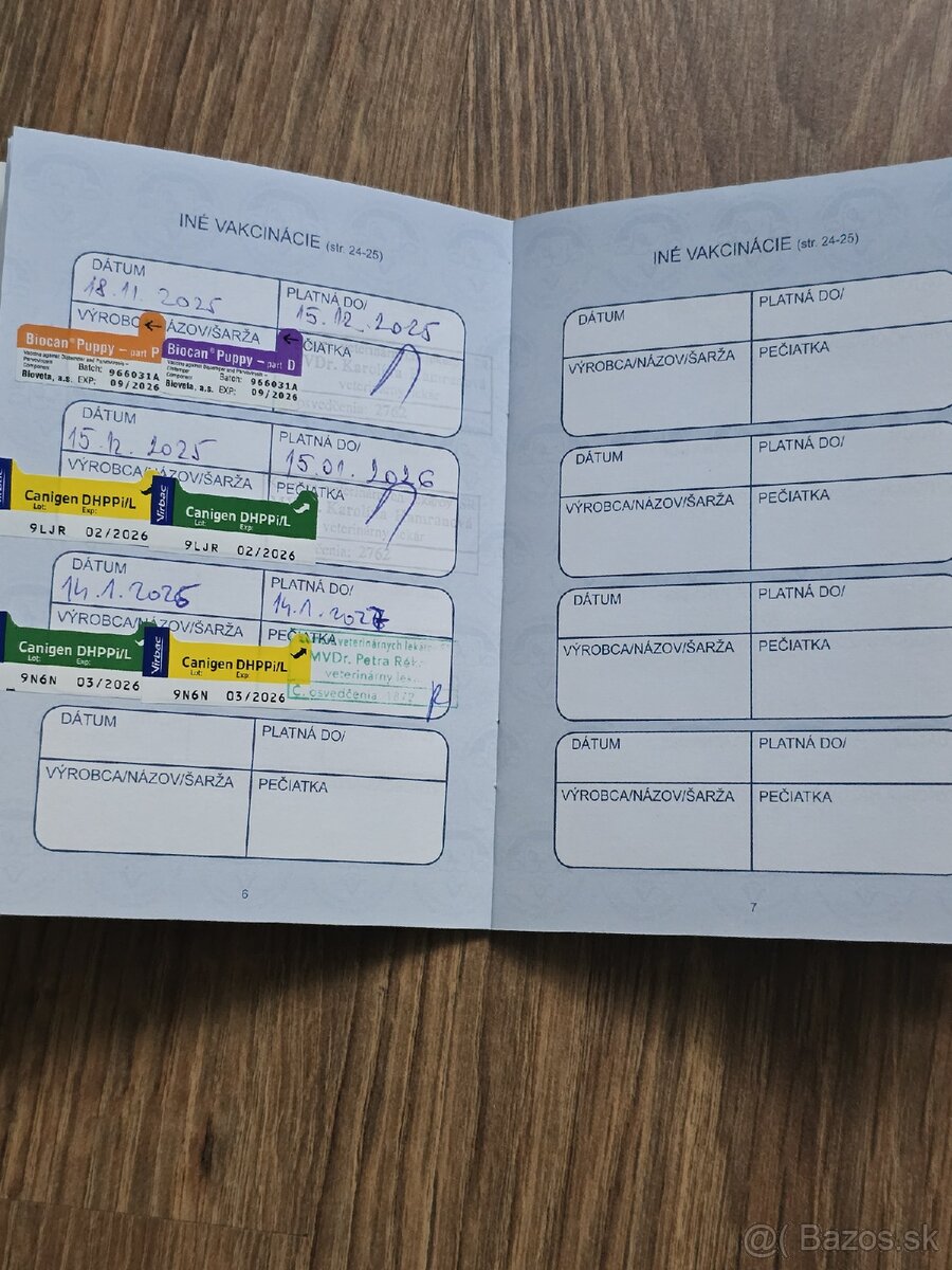 Čivava krátkosrstá (psík) - 4