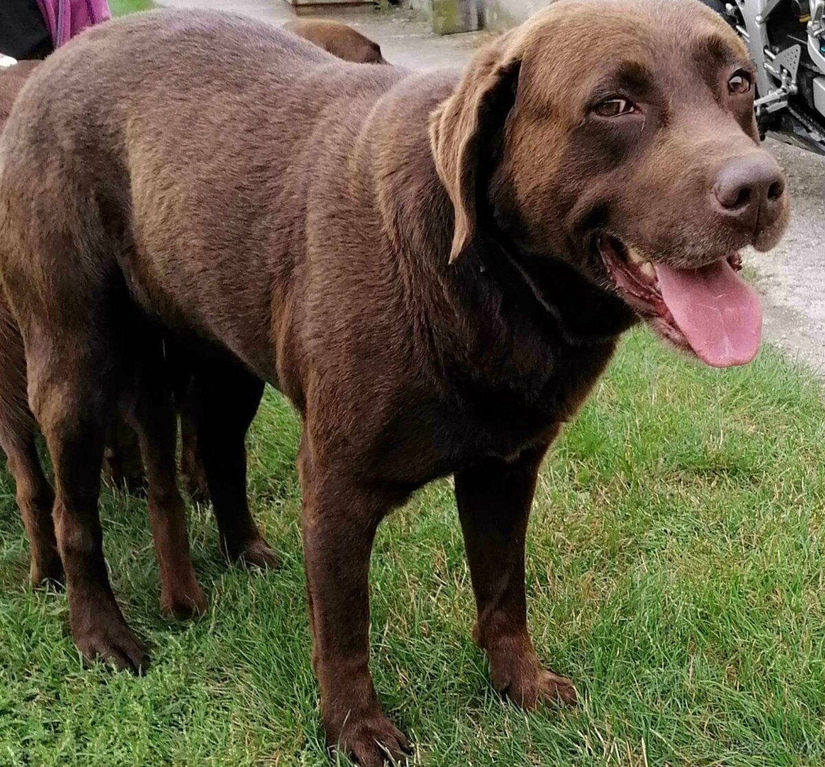 Labrador cokoladovy - 4