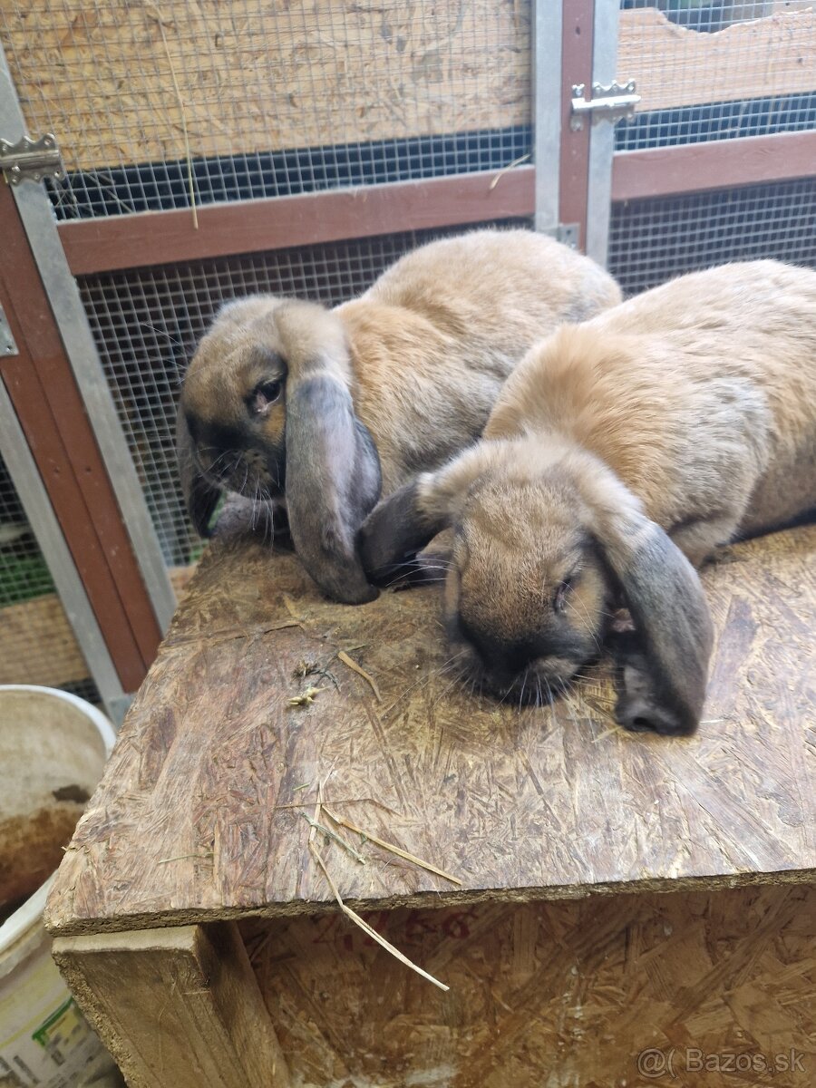 Francúzsky baran - 4