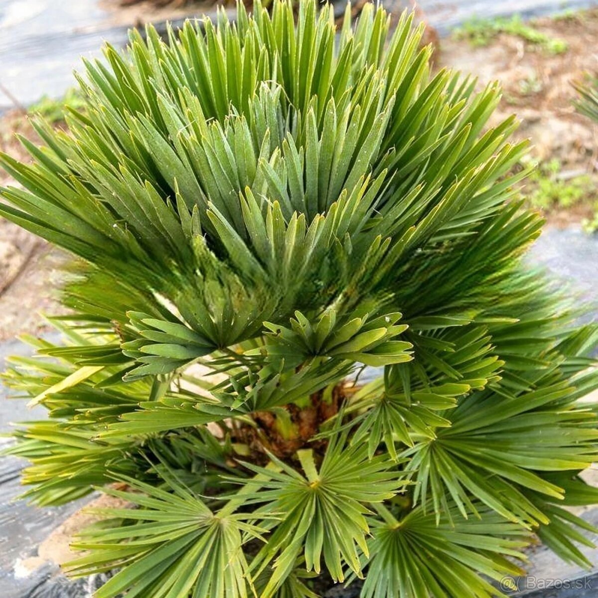 Chamaerops vulcano X humilis - 4