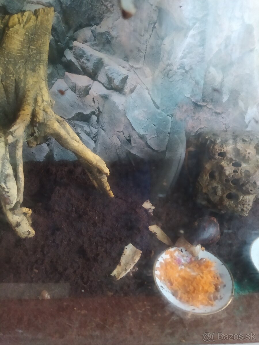 Slimák Africký - 4