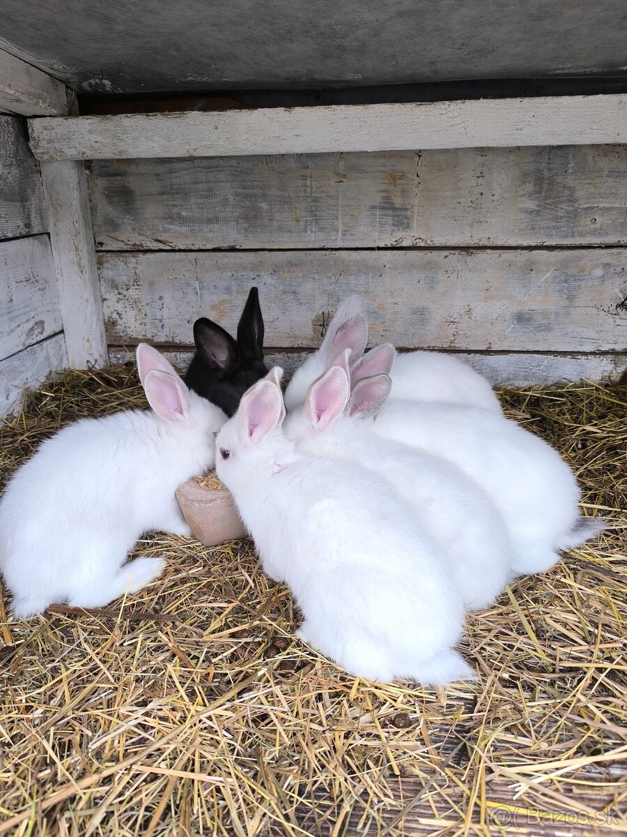 Králiky - 4