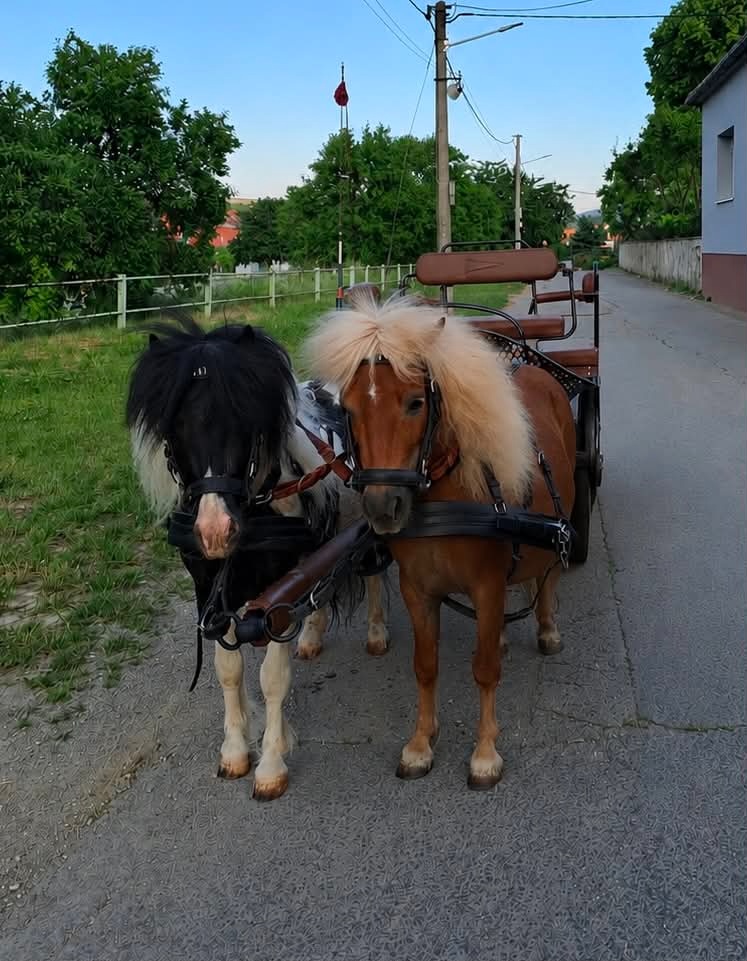 Shetland pony - 4