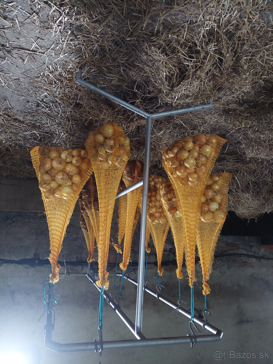 Cibula na uskladnenie - 4