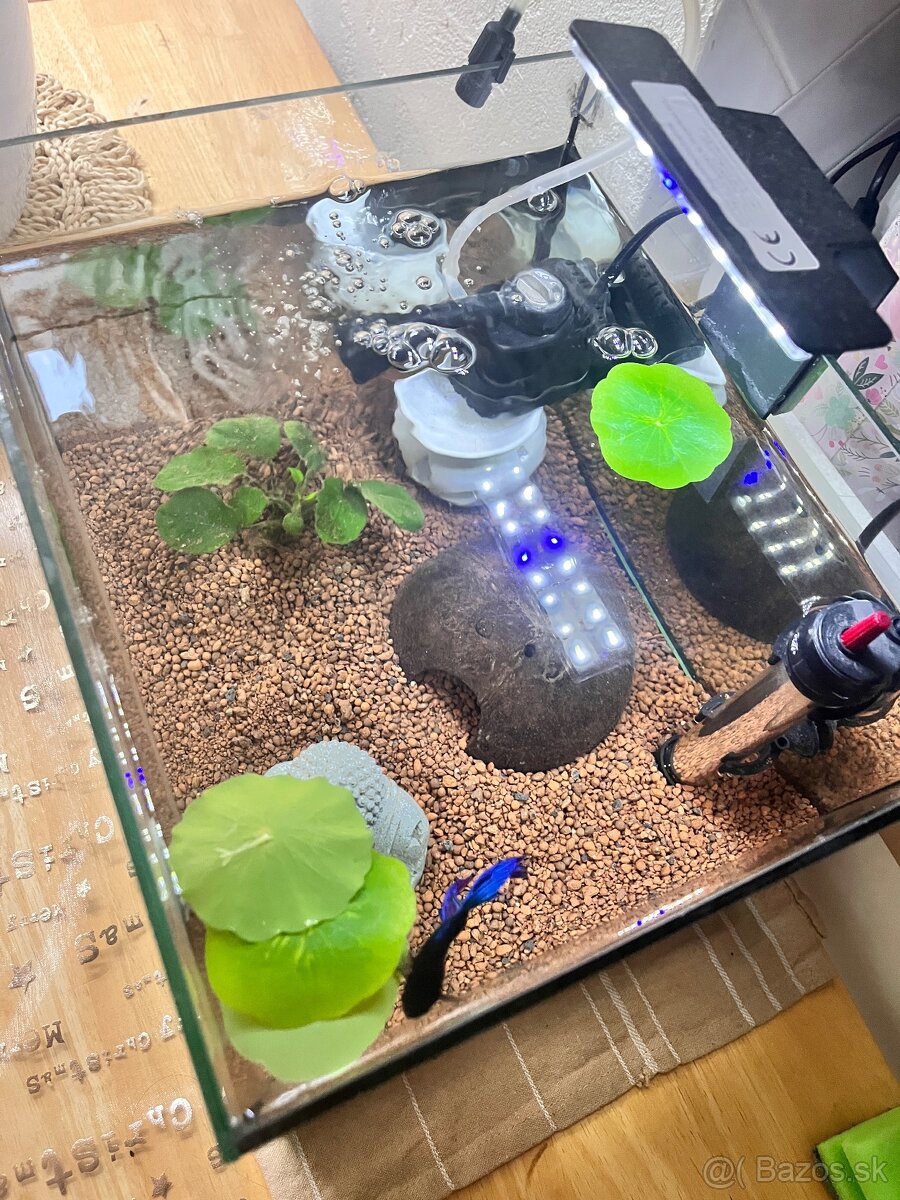 Zariadené Akvárium s bettou bojovnicou - 4