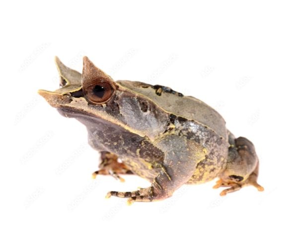 Predám žaby - 4