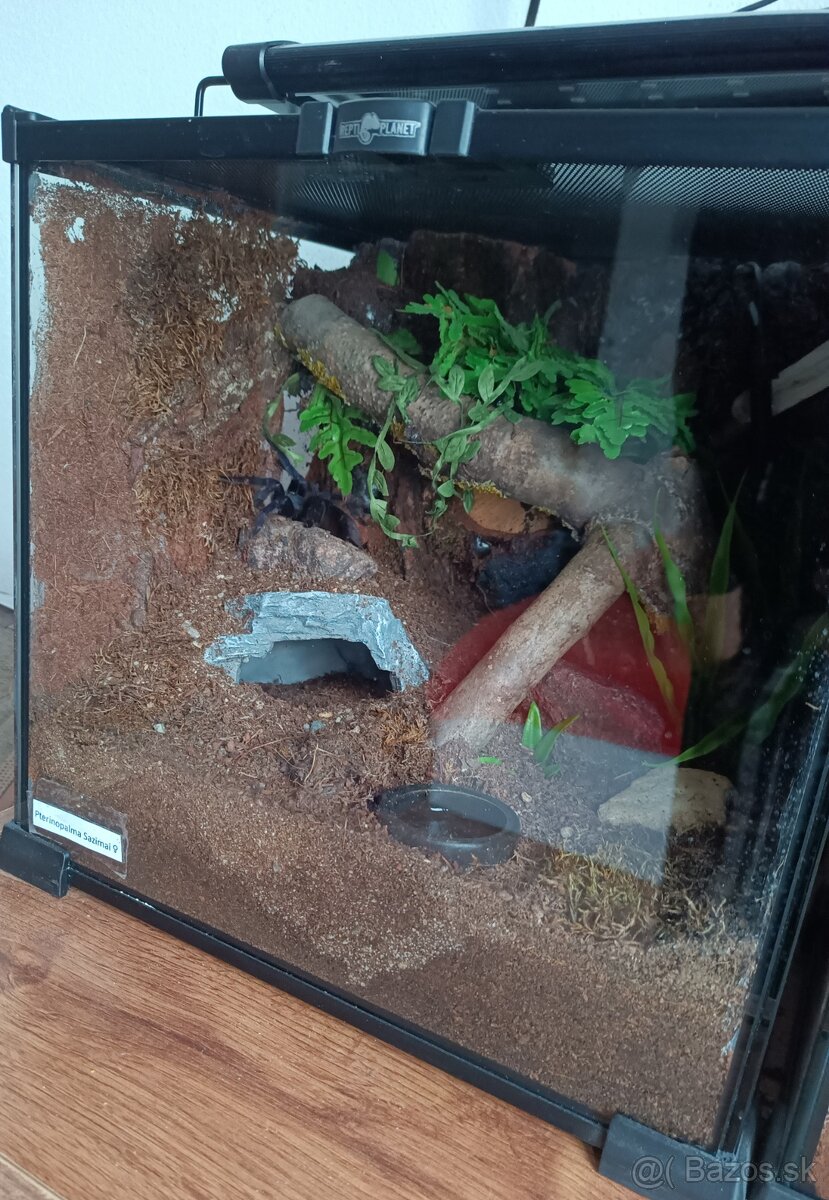Tarantula, pavúk, vtáčkar - 4