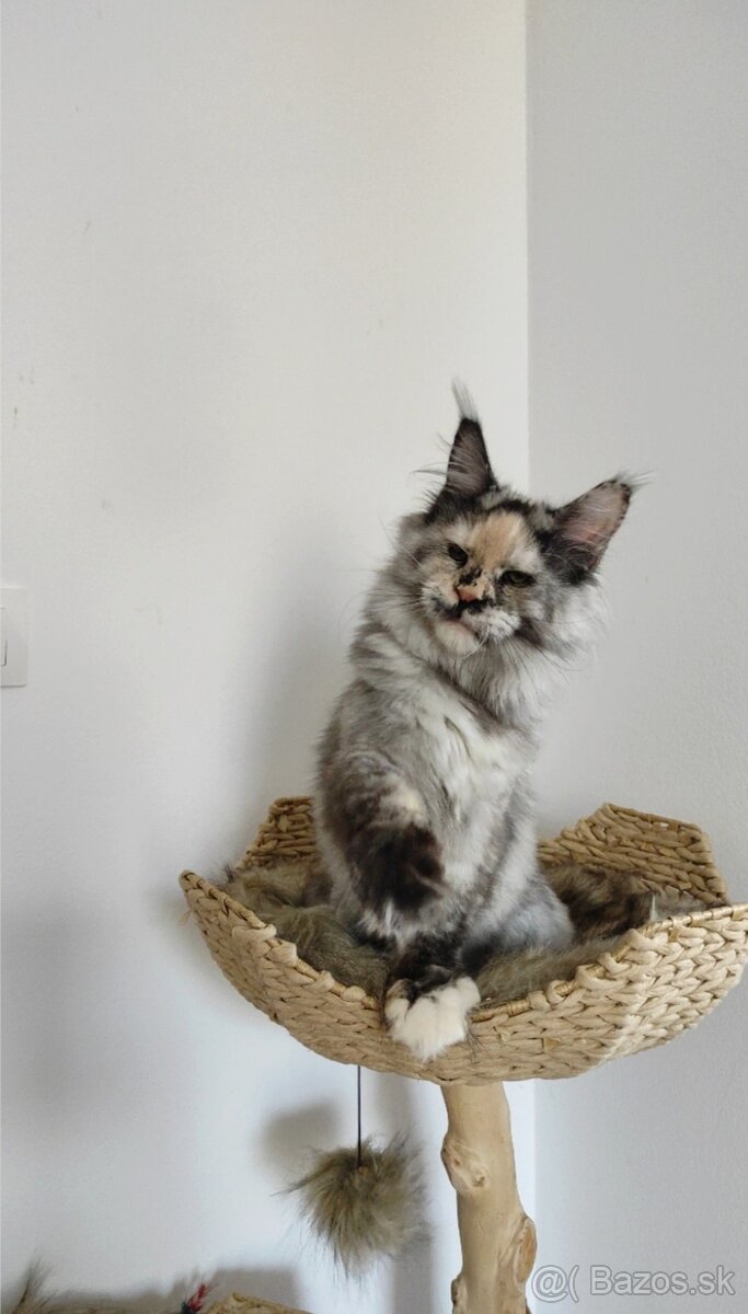 Maine Coon s PP - 4