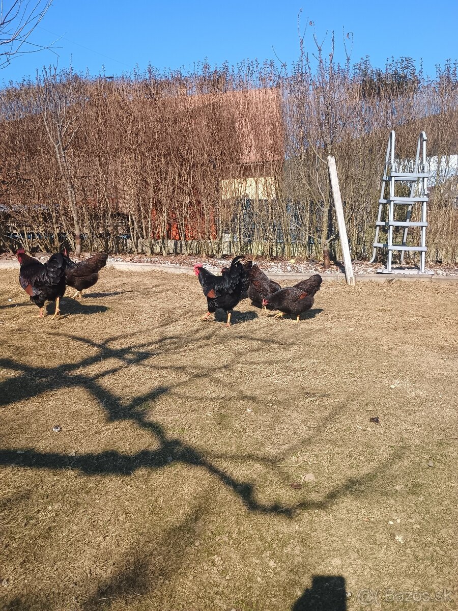 Predám násadove vajíčka. - 4