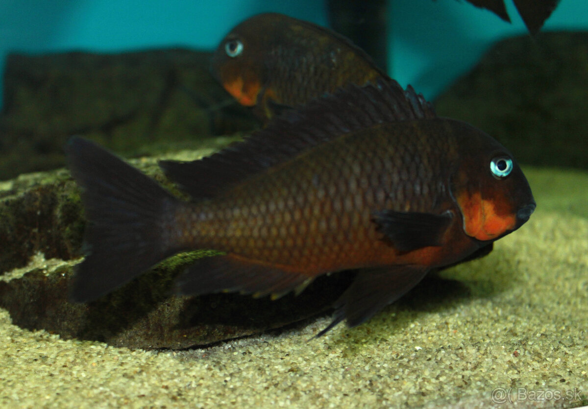 Tropheus mpimbwe red cheek - 4